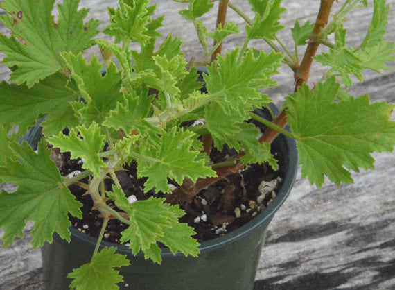 Fragrant Pelargonium Citronella Scented Geranium