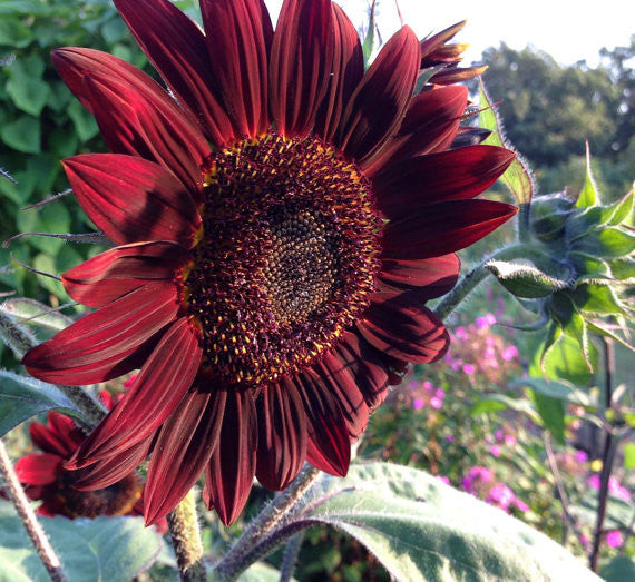 Velvet Red Sunflower Moulin Rouge