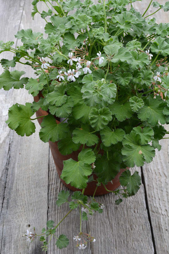 Fragrant Pelargonium Nutmeg Geranium