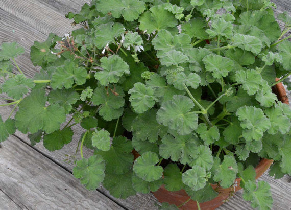 Scented Geranium Plant Nutmeg