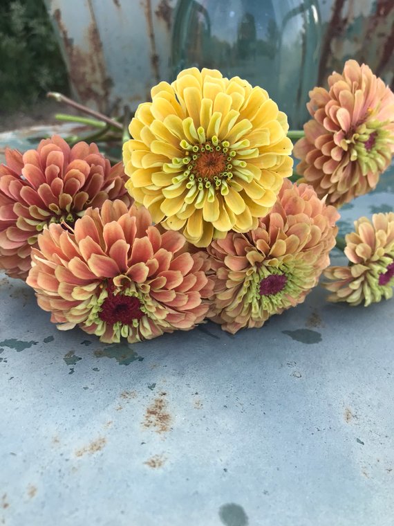 Queen Lime Orange Zinnia Seeds