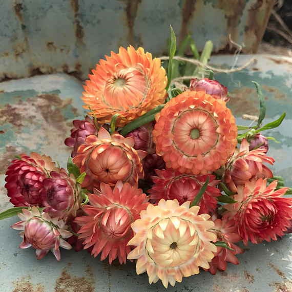 Dried Strawflowers for Fall Crafts