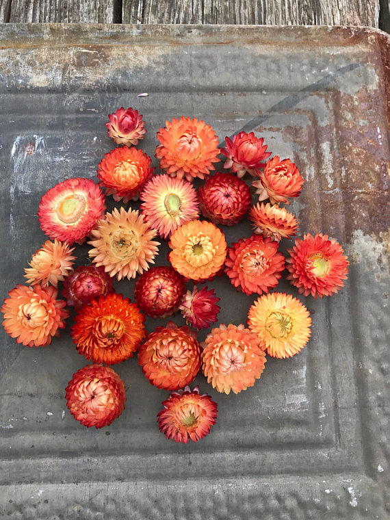 Strawflowers in shades of peach and apricot