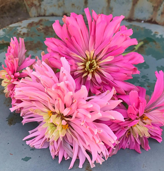 Pink Cactus Zinnia Seeds