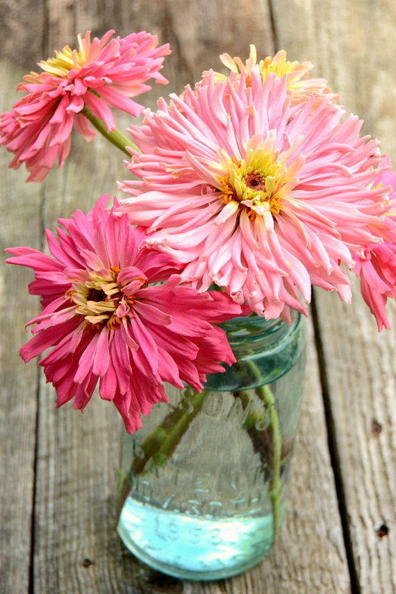 Pink Zinnias Cactus Zinnia Seeds