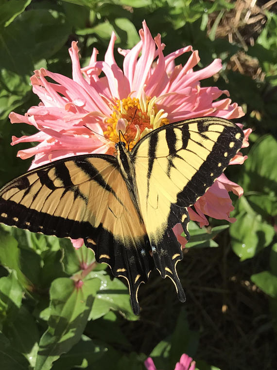 Butterfly Garden Favorite- Pink Cactus Zinnias