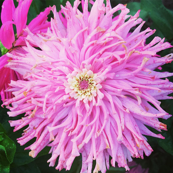 Cactus Type Zinnia Pink Zinnias