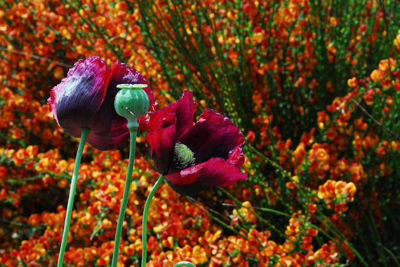 Papver somniferum Lauren's Grape Poppy Seeds