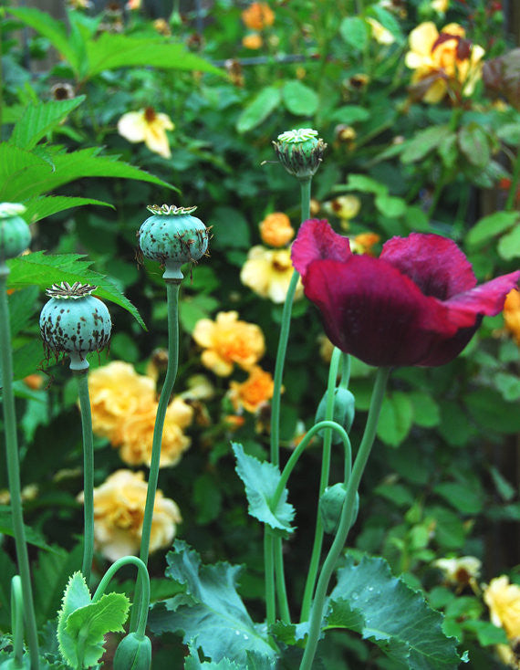 Papver sominferum Poppy Seeds Mixed Colors