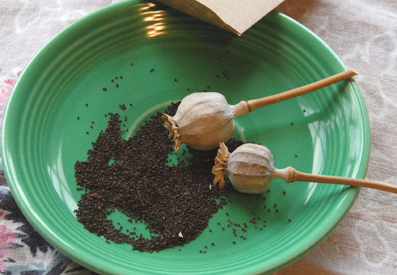 Poppy Seeds Wildflower Poppy Seeds