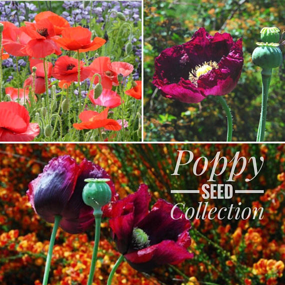 poppy flower seed mix Poppy Seed Collection, 4 Varieties of Poppies, Breadbox Poppy Seed Mix