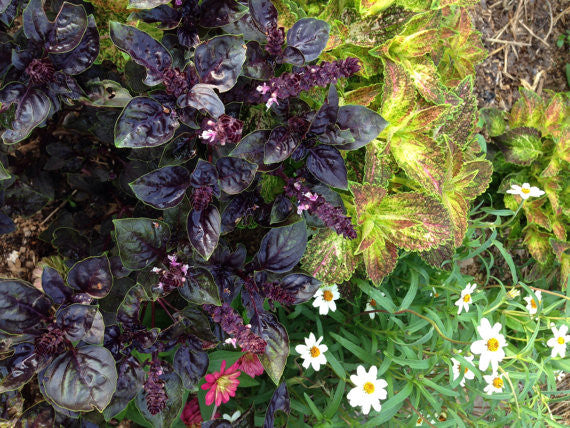 Basil Seeds Dark Opal Purple Basil