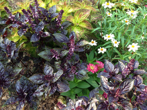Basil in Edible Landscape