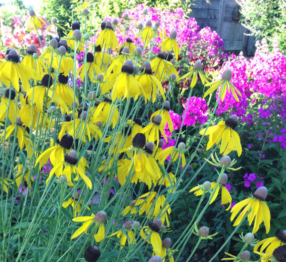 Summer Blooming Ratibida and Phlox