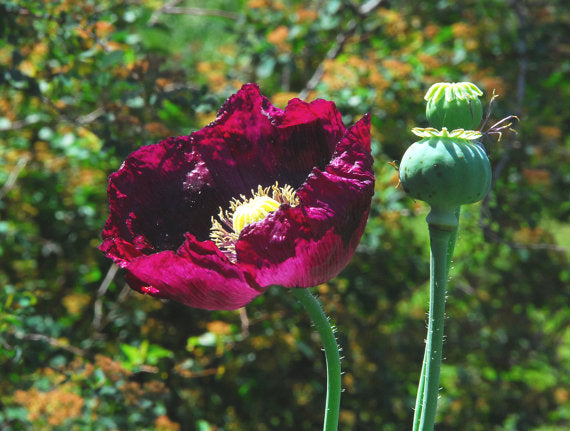 Laurens Grape poppies in the Garden