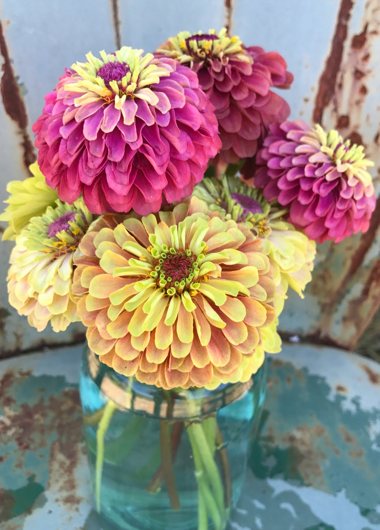 Heirloom Zinnias Great for Cut Flowers