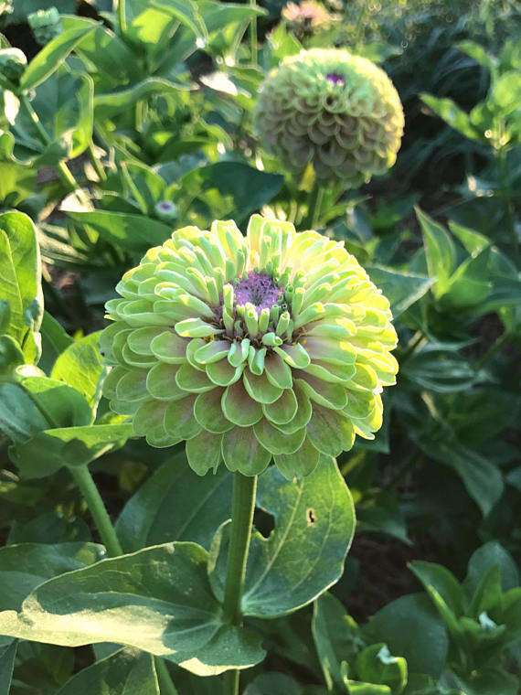 Green Zinnia in the Butterfly Garden