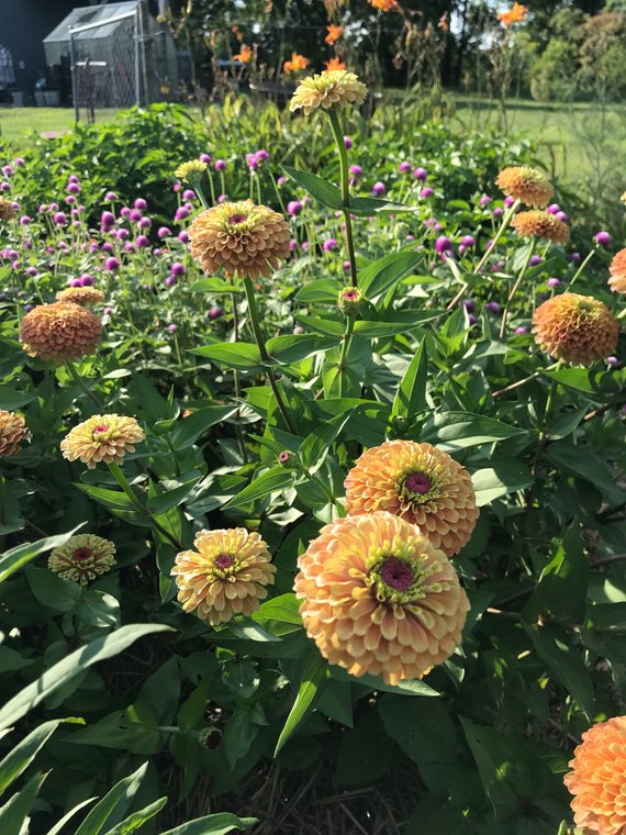 Queen Lime Orange Zinnias in the Cut Flower Garden