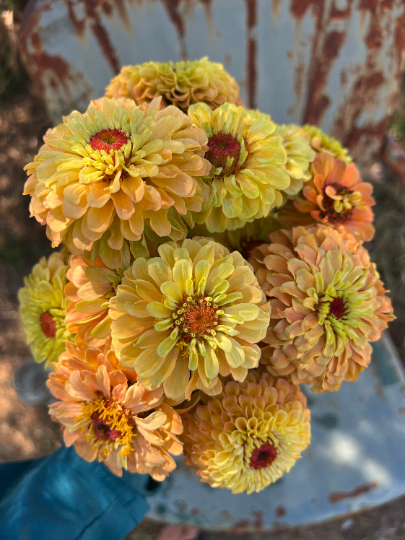 queen series zinnia seeds