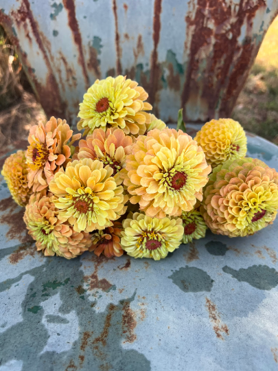 queen lime peach zinnia seeds