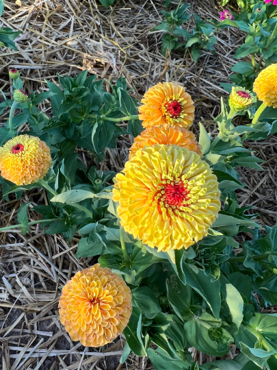 queen lime peach zinnias in the garden
