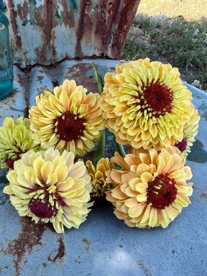 peachy flowers of queen lime peach zinnia
