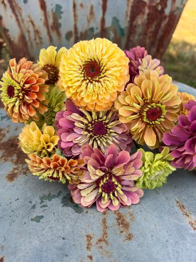 queen lime zinnia seeds for cut flower gardens