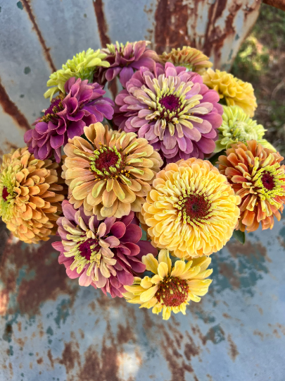 queen mix zinnia seeds