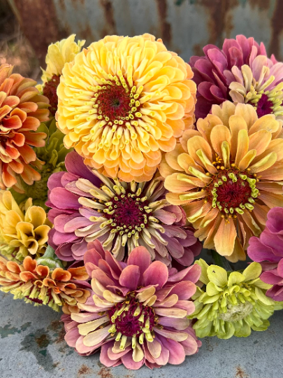 Queen Lime Mix Zinnia Seeds, Great Zinnia Variety for Cut Flower Queen Lime Mix Zinnia Seeds, Great Zinnia Variety for Cut Flower