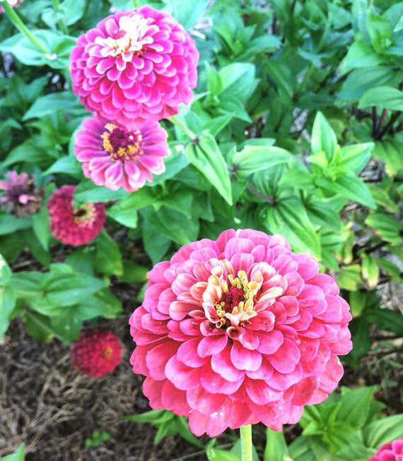 Heirloom Zinnia Queen Red Lime Zinnia