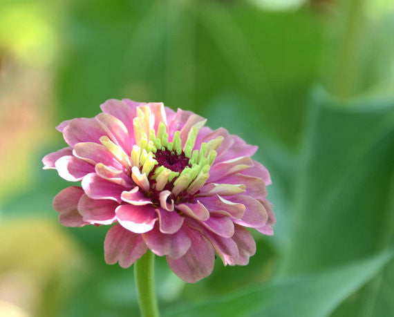 Queen Red Lime Zinnia Seeds