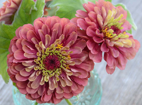 Queen Red Lime Zinnia Seeds