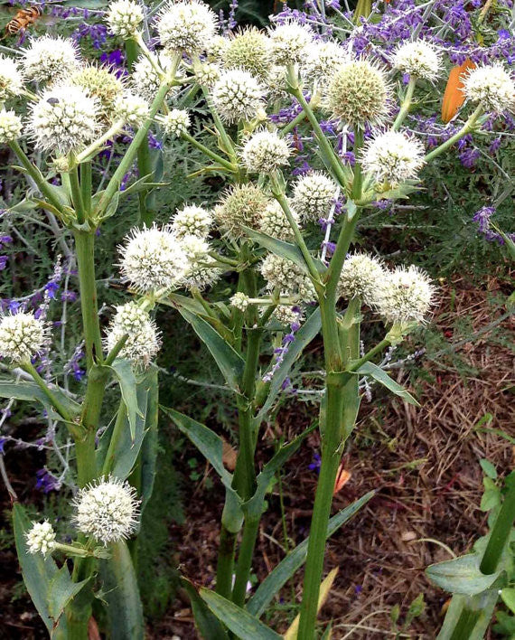 Rattlesnake Master Eryngium yuccafolium Seeds