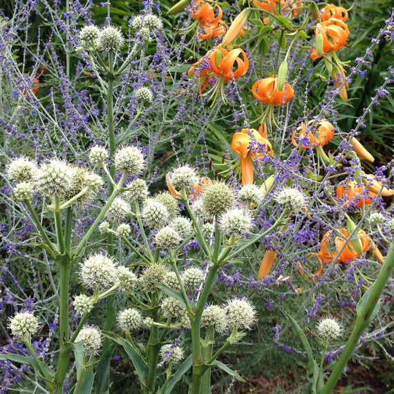 Perennial Eryngium yuccafolium