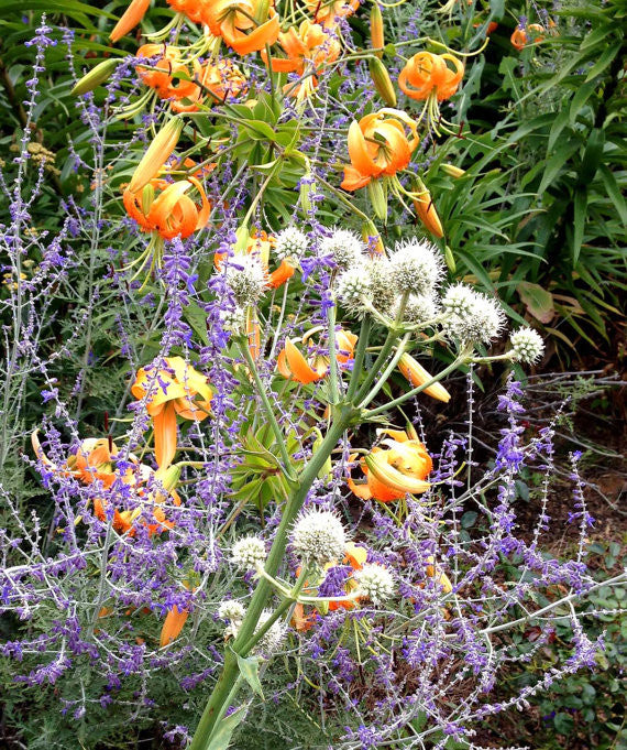 Perennial Plant Seeds Rattlesnake Master