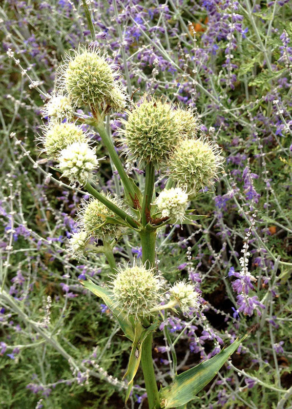 Rattlesnake Master Seeds Prairie Plant