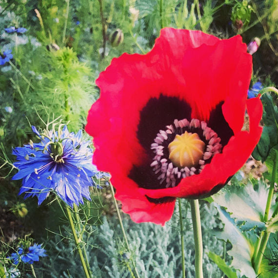 Poppy Seeds for Fall Garden