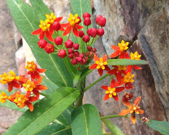OVM Seeds Blood Flower Scarlet Milkweed Asclepias Curassavica - 2,500 Bulk Seeds