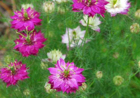 Red Nigella Love in a Mist Seed