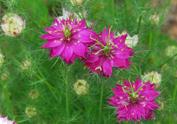 Persian Red Nigella Seeds