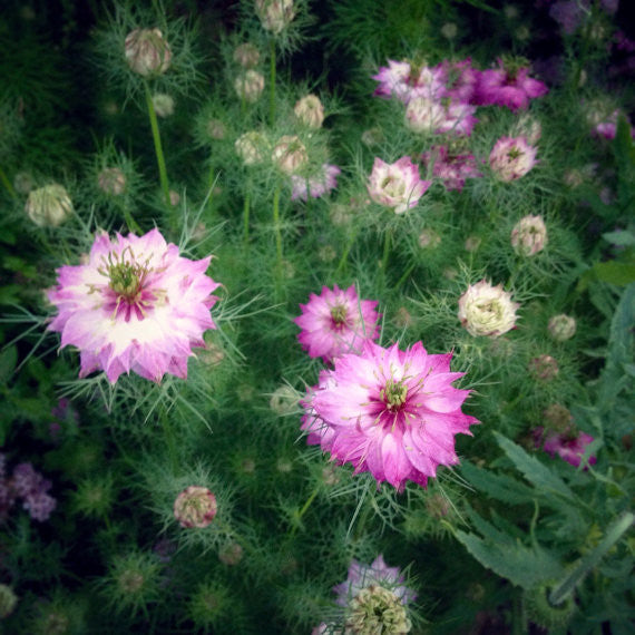 Pink Nigella Seeds