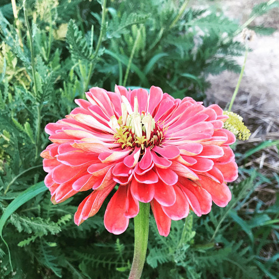 Benary's Salmon Rose Zinnia Seeds