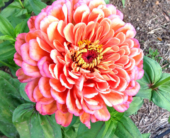 Annual Zinnia Seeds Benary's Giant Salmon Rose Zinnia