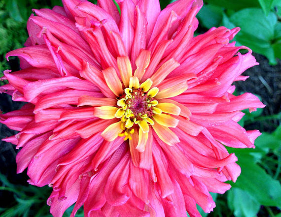 Seniorita Zinnias in the cutting garden