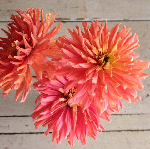 Heirloom Zinnias Senorita Cactus Zinnia