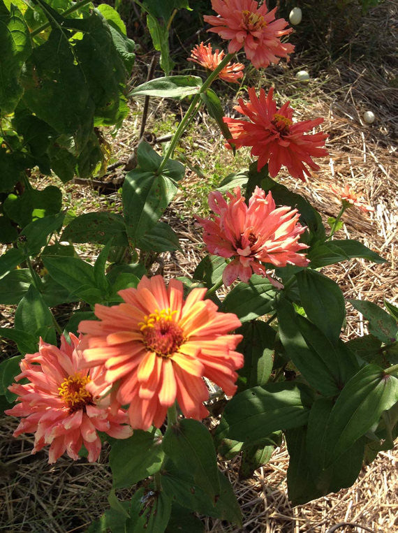 Seniorita Zinnias for sale