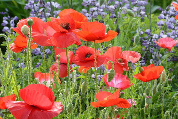 annual poppies flower seeds Shirley Poppy Seed Papaver rhoeas, Mixed Color Single Flowering Poppies