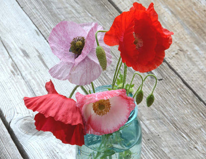 Mixed Colors Shirley Poppy Seeds