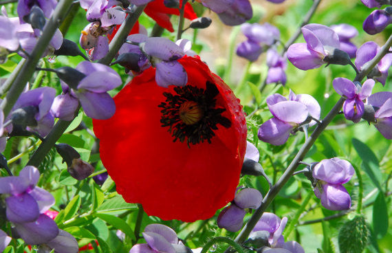 Papaver rhoeas Shirley Poppy Seeds