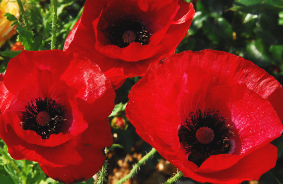 Shirley Poppies in the rose garden